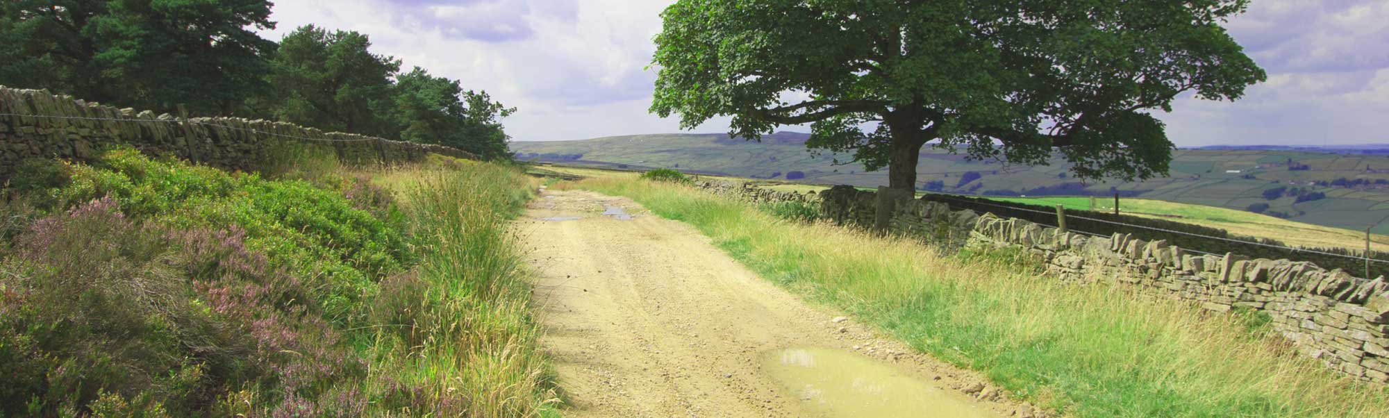 Friends of Ramsden Road