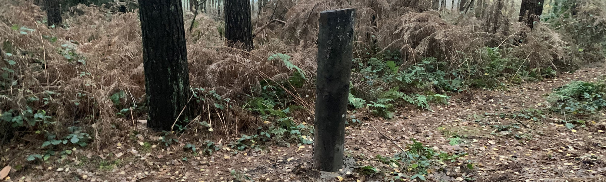 Wolverns Lane, Surrey